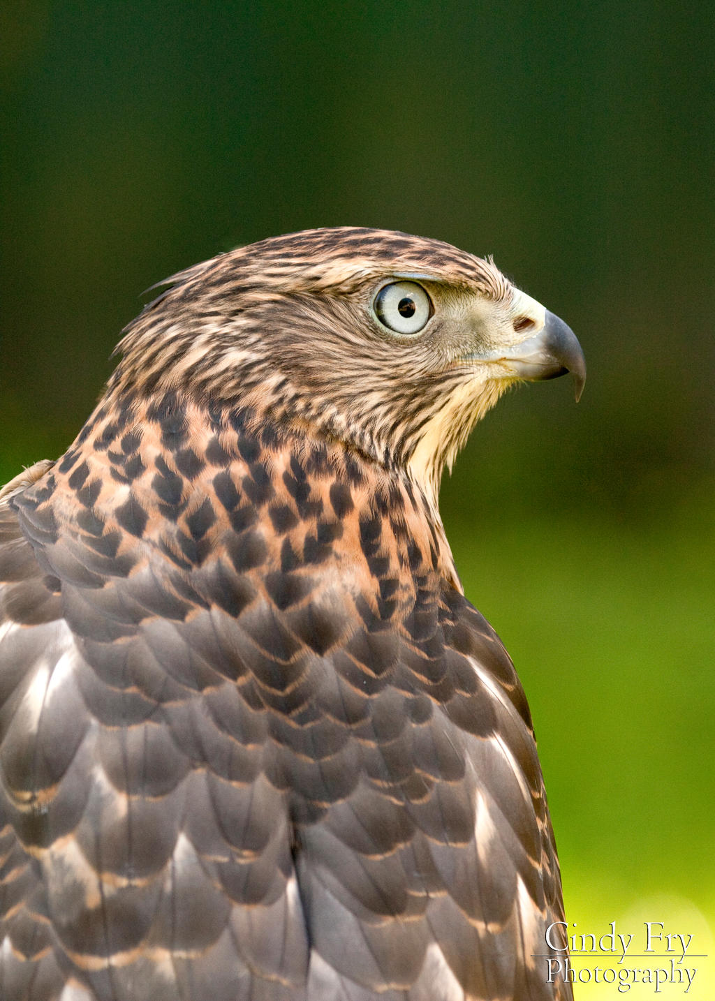 Goshawk