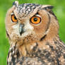 Pharaohs Eagle Owl