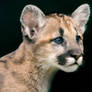 Mountain Lion Cub