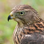 Goshawk