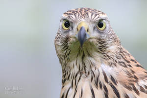 Goshawk