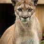 Mountain Lion