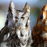 Screech Owls