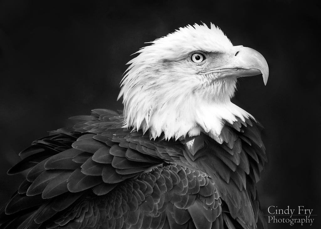 Bald Eagle by lost-nomad07 Bald Eagle by lost-nomad07
