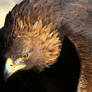 Golden Eagle