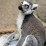 Ring-Tailed Lemur