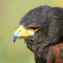Harris Hawk