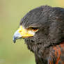 Harris Hawk