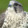 Gyrfalcon