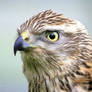 Goshawk