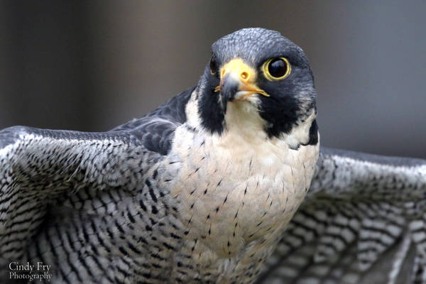 Peregrine Falcon