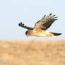 Northern Harrier