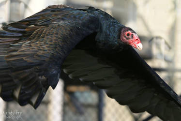 Turkey Vulture