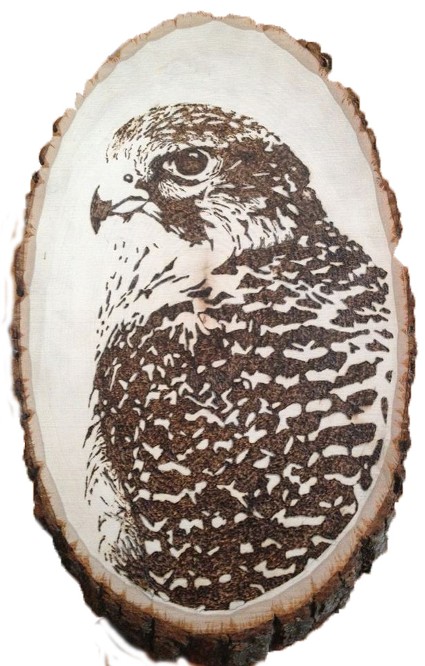 Gyrfalcon Pyrography