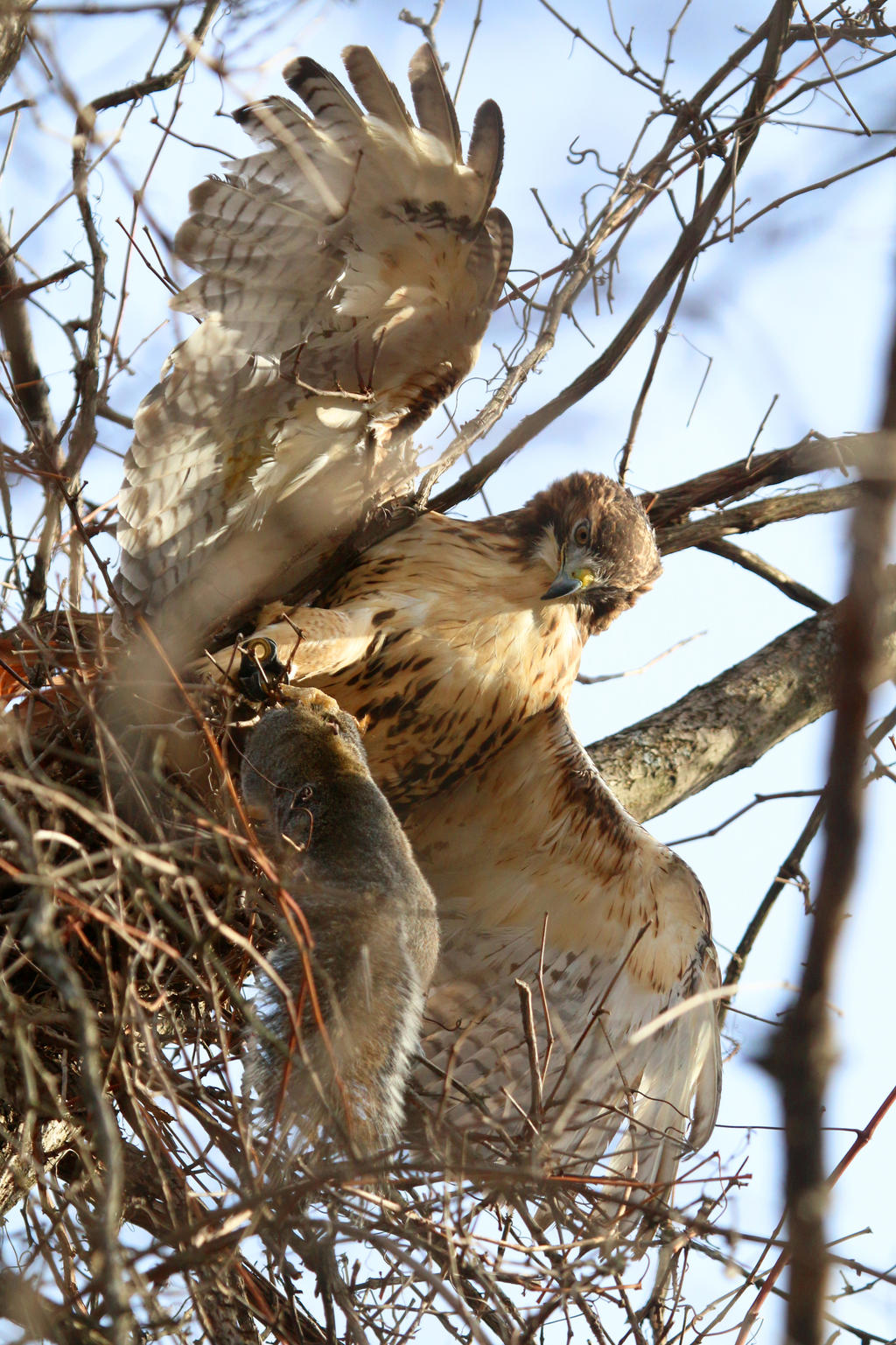 Red Tail Hawk