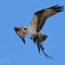 Osprey