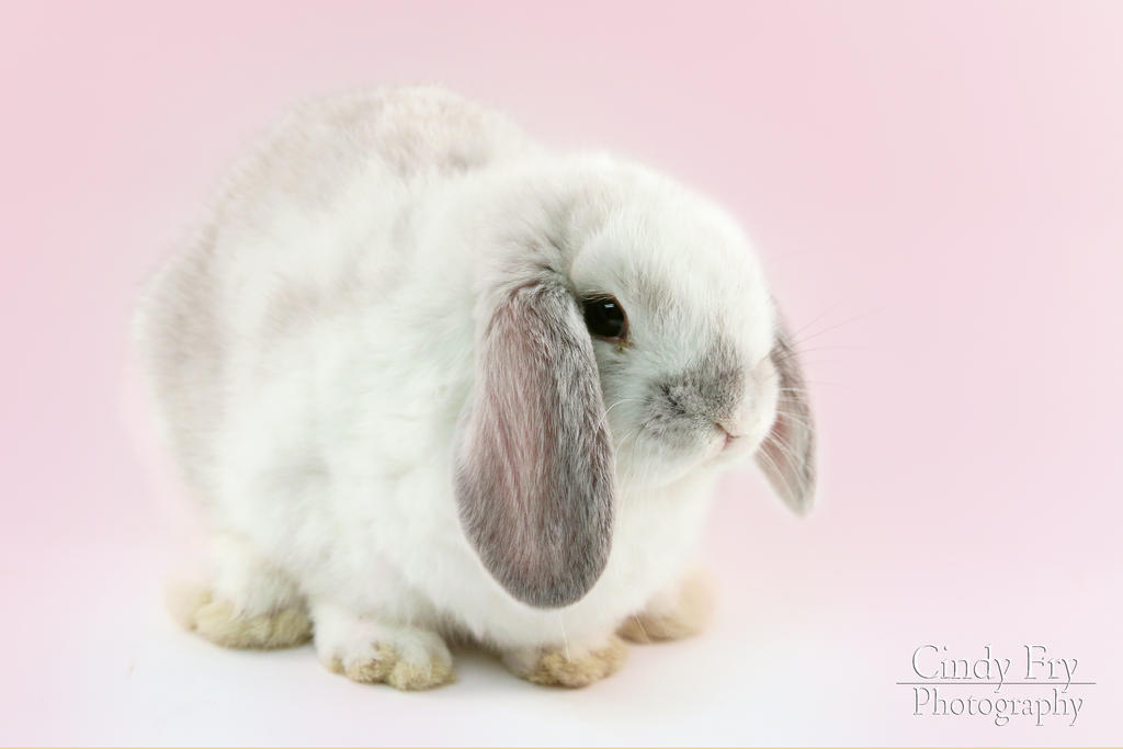 Lop Rabbit by lost-nomad07 on DeviantArt