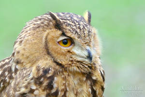 Pharaohs Eagle Owl