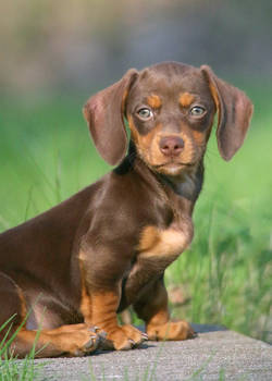 Dachshund