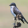 Eastern Kingbird