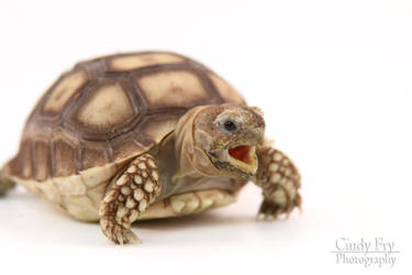 Sulcata Tortoise by lost-nomad07