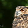 Eagle Owl