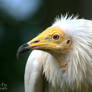 Egyptian Vulture