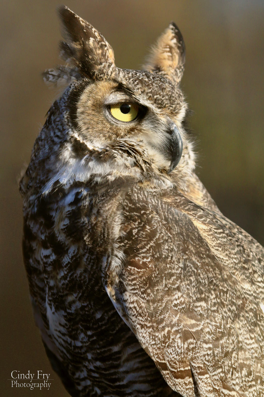Great Horned Owl by lost-nomad07 on DeviantArt