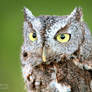 Screech Owl