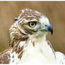 Red Tail Hawk