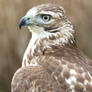 Red Tail Hawk