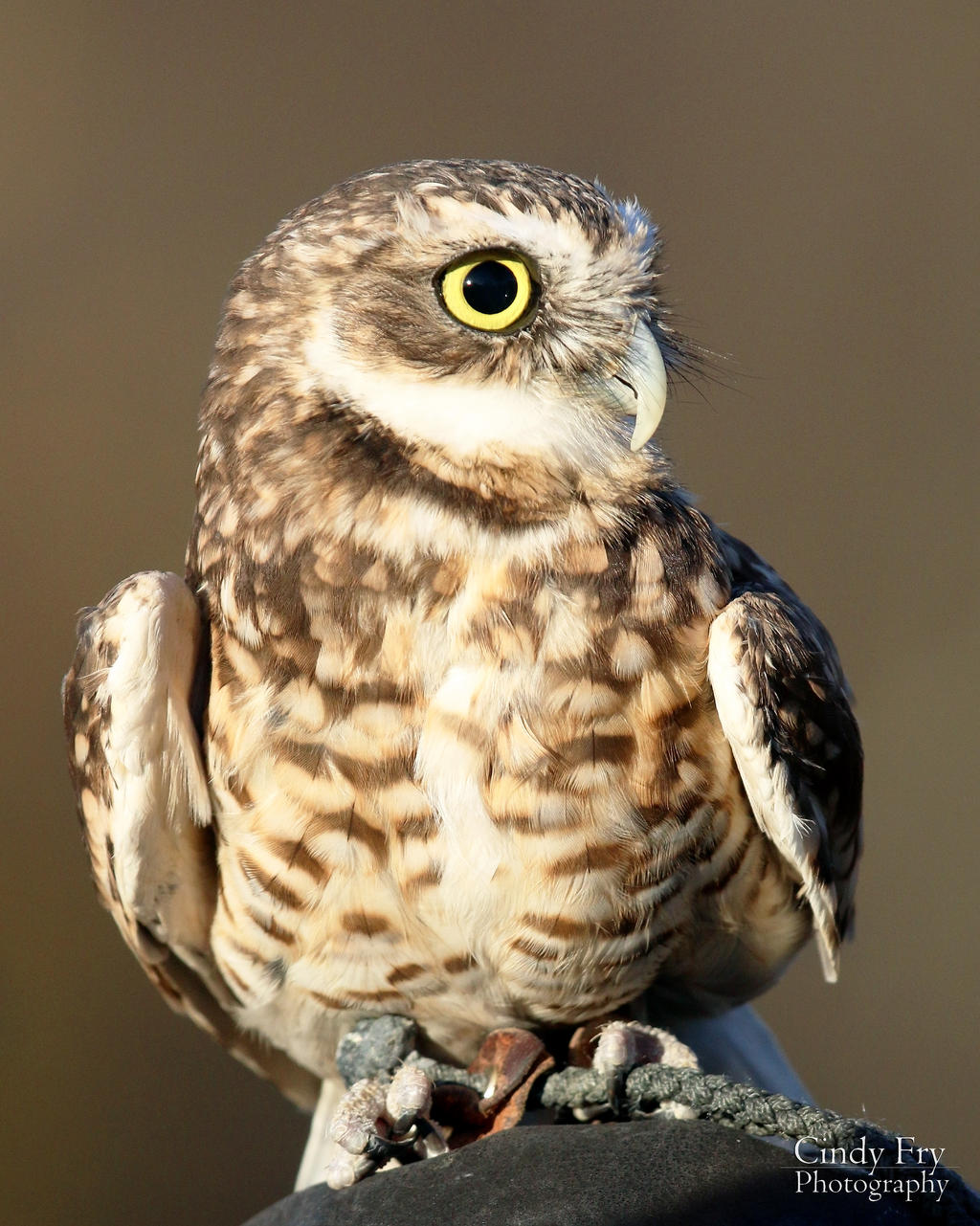 Burrowing Owl