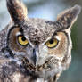 Great Horned Owl