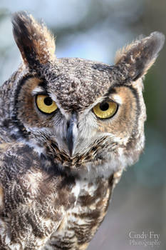 Great Horned Owl