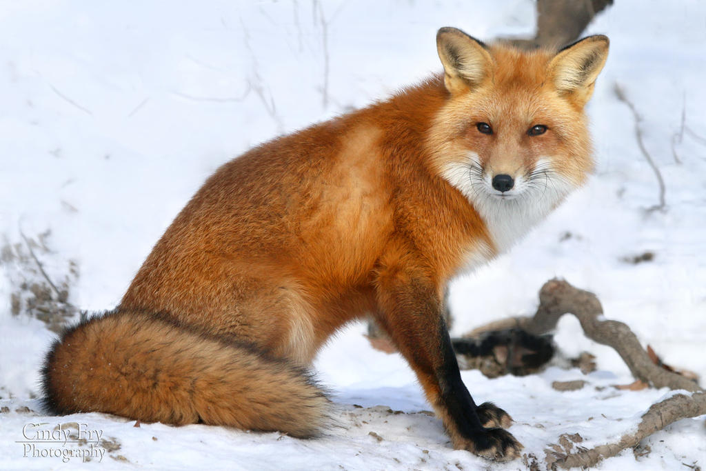 Red Fox by lost-nomad07 on DeviantArt