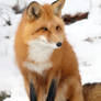 Red Fox