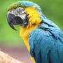 Blue and Gold Macaw