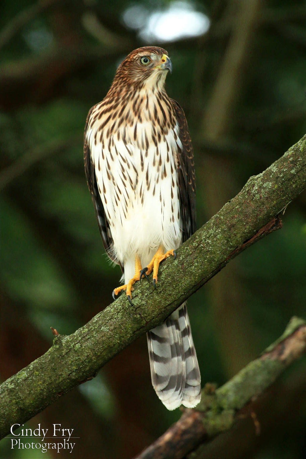 Cooper's Hawk