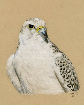 Gyrfalcon- Colored Pencil