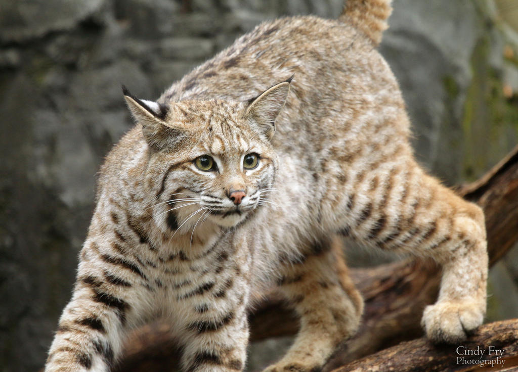 Bobcat