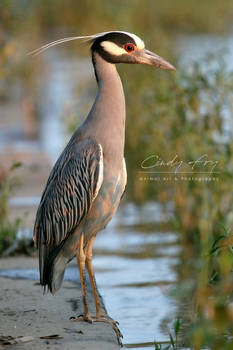 Yellow-Crowned Night Heron