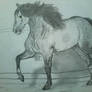 Andalusian Horse