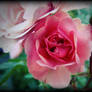 Rose 1