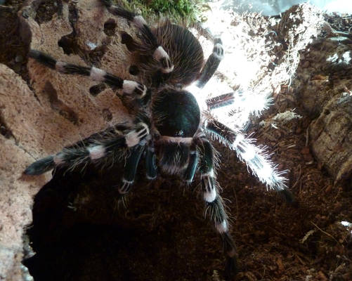 Acanthoscurria geniculata, name: Blake