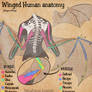 Winged Human Anatomy