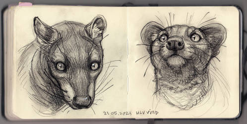 Fossa