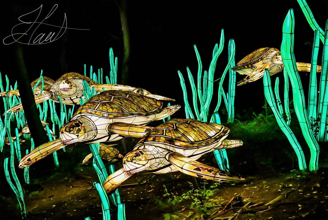 Magic Turtles by JHartPhoto on DeviantArt