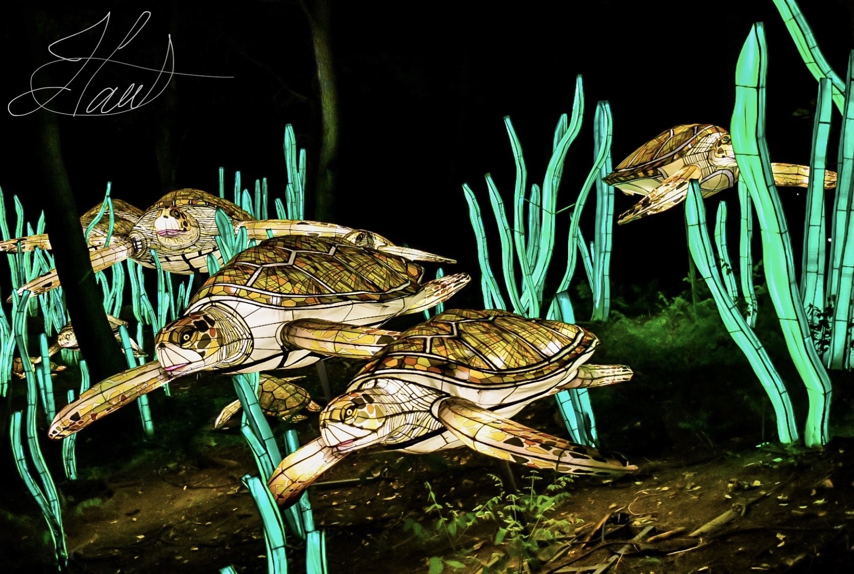 Magic Turtles by JHartPhoto on DeviantArt