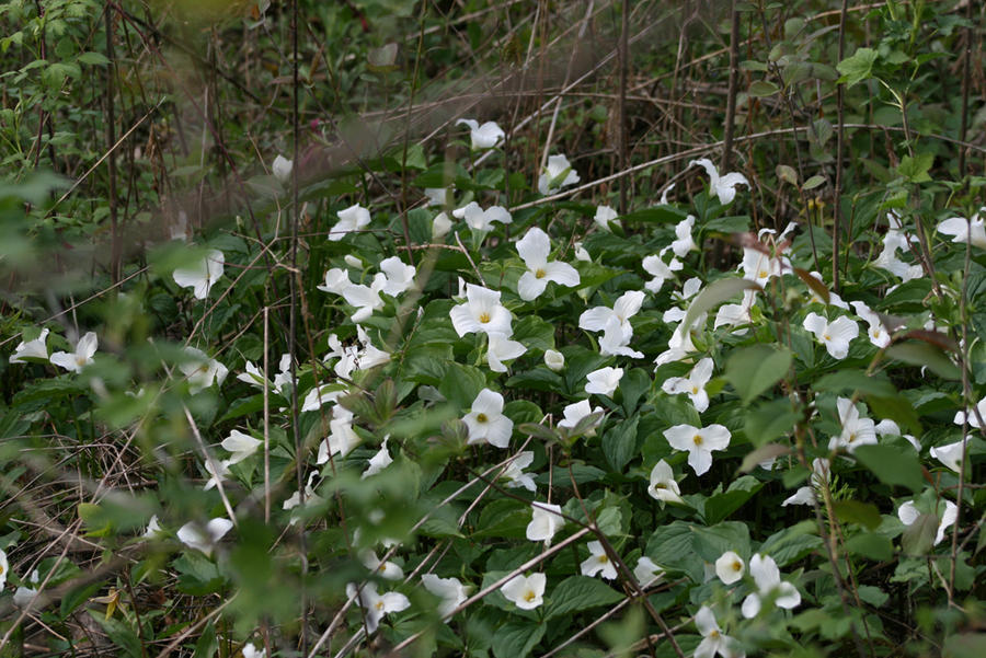 Trilliums