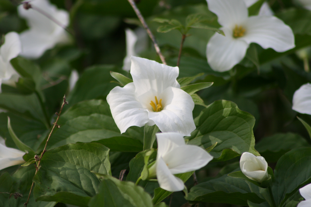 Trilliums 2